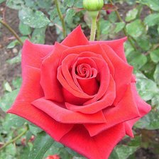 Схема вышивки «розы»