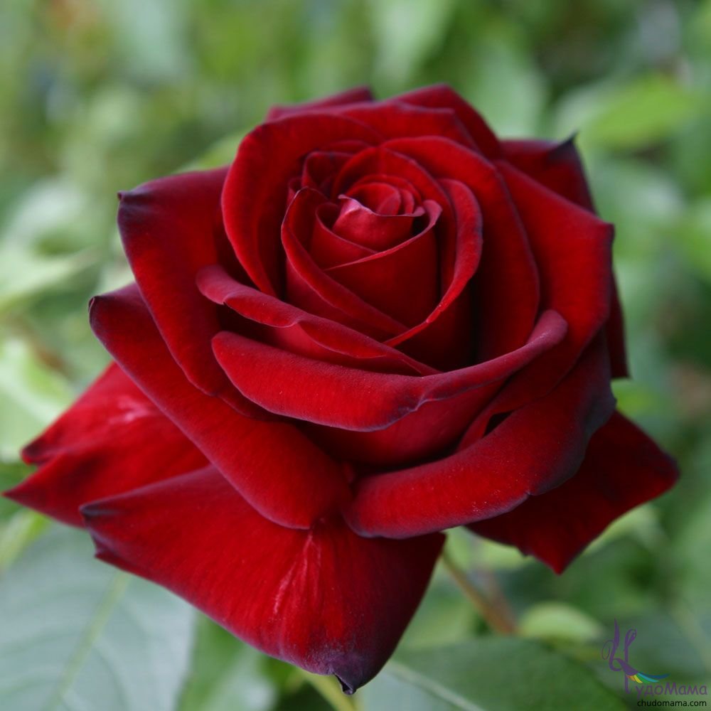 розы - оригинал