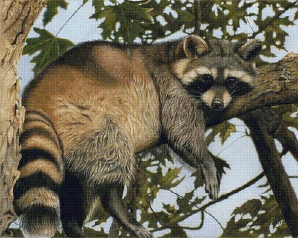 Енот - звери, животные - предпросмотр