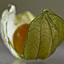 Схема вышивки «ФИЗАЛИС»