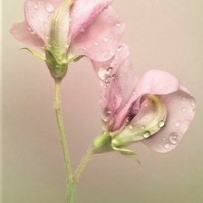 Схема вышивки «ДУШИСТЫЙ ГОРОШЕК»