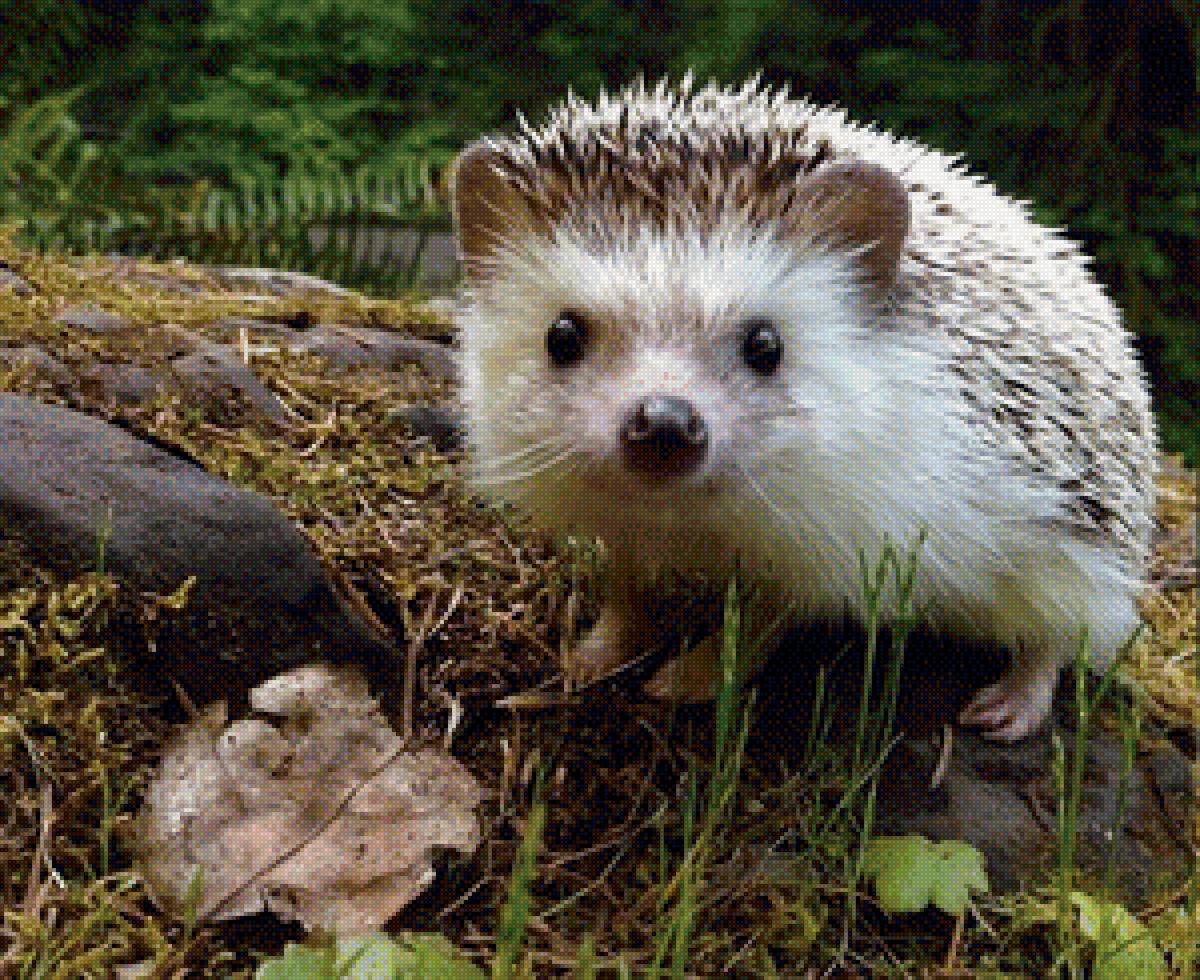 ёжик - предпросмотр