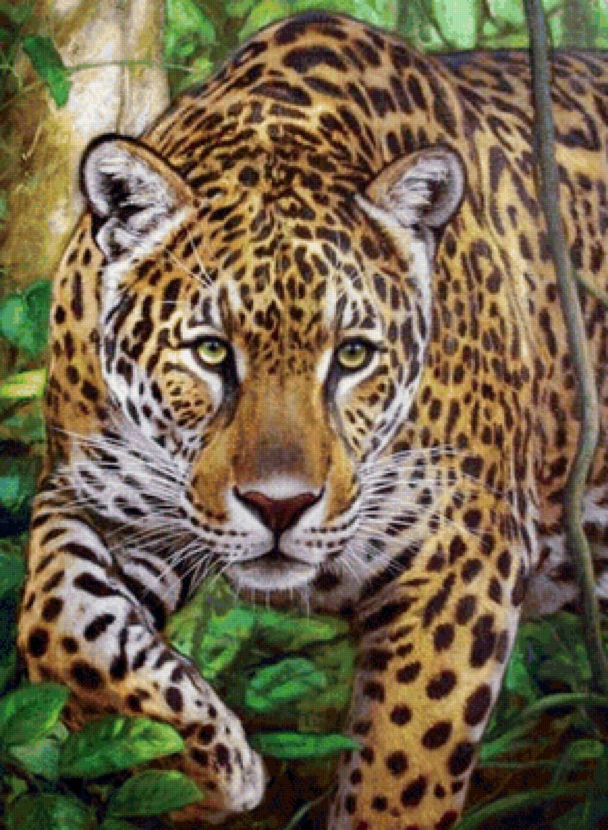 Леопард - звери, животные - предпросмотр