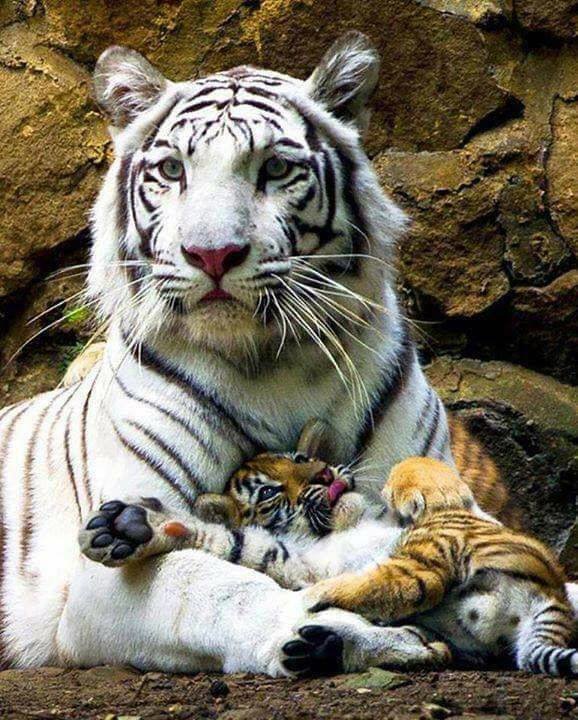 silamaze - оригинал