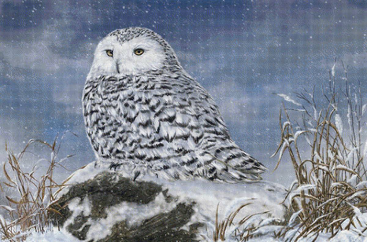 Сова - птицы, зима - предпросмотр