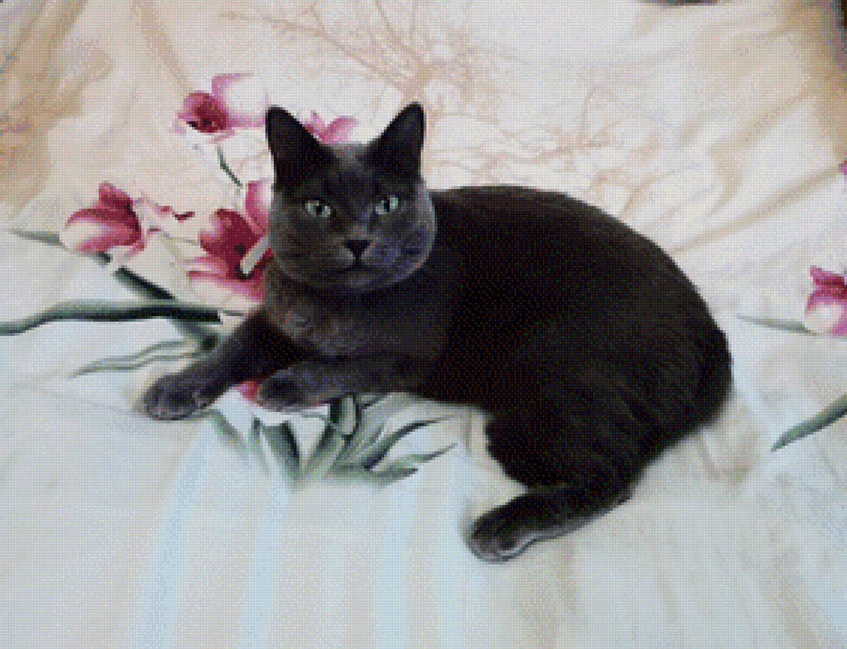 Мадам 12.07.2018 - предпросмотр