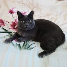 Схема вышивки «Мадам 12.07.2018»