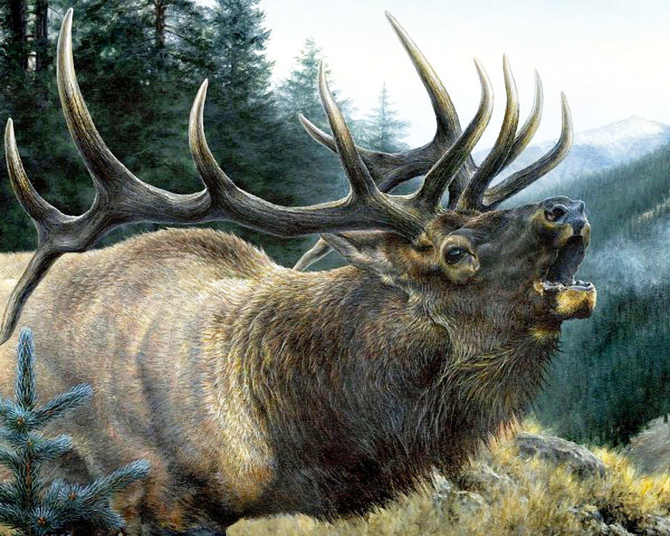 Олень - животные, олени - оригинал