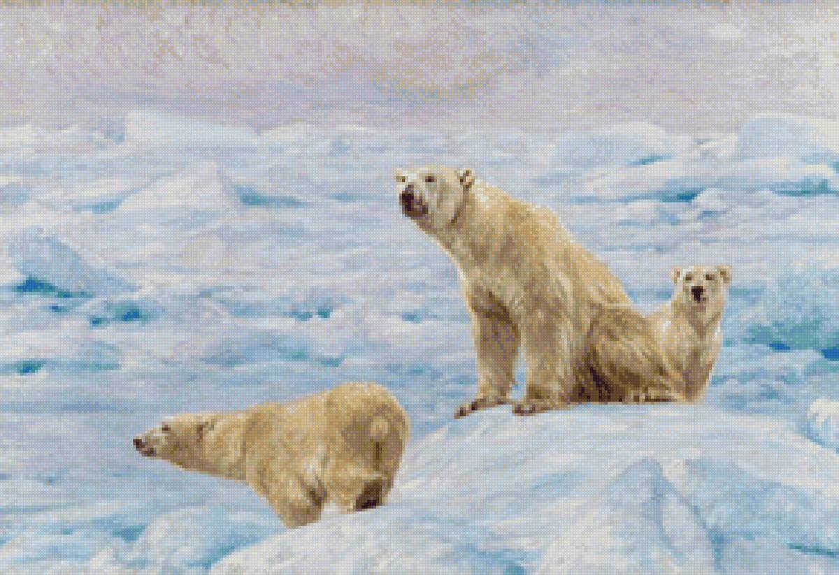 Белые медведи - животные, зима, природа - предпросмотр
