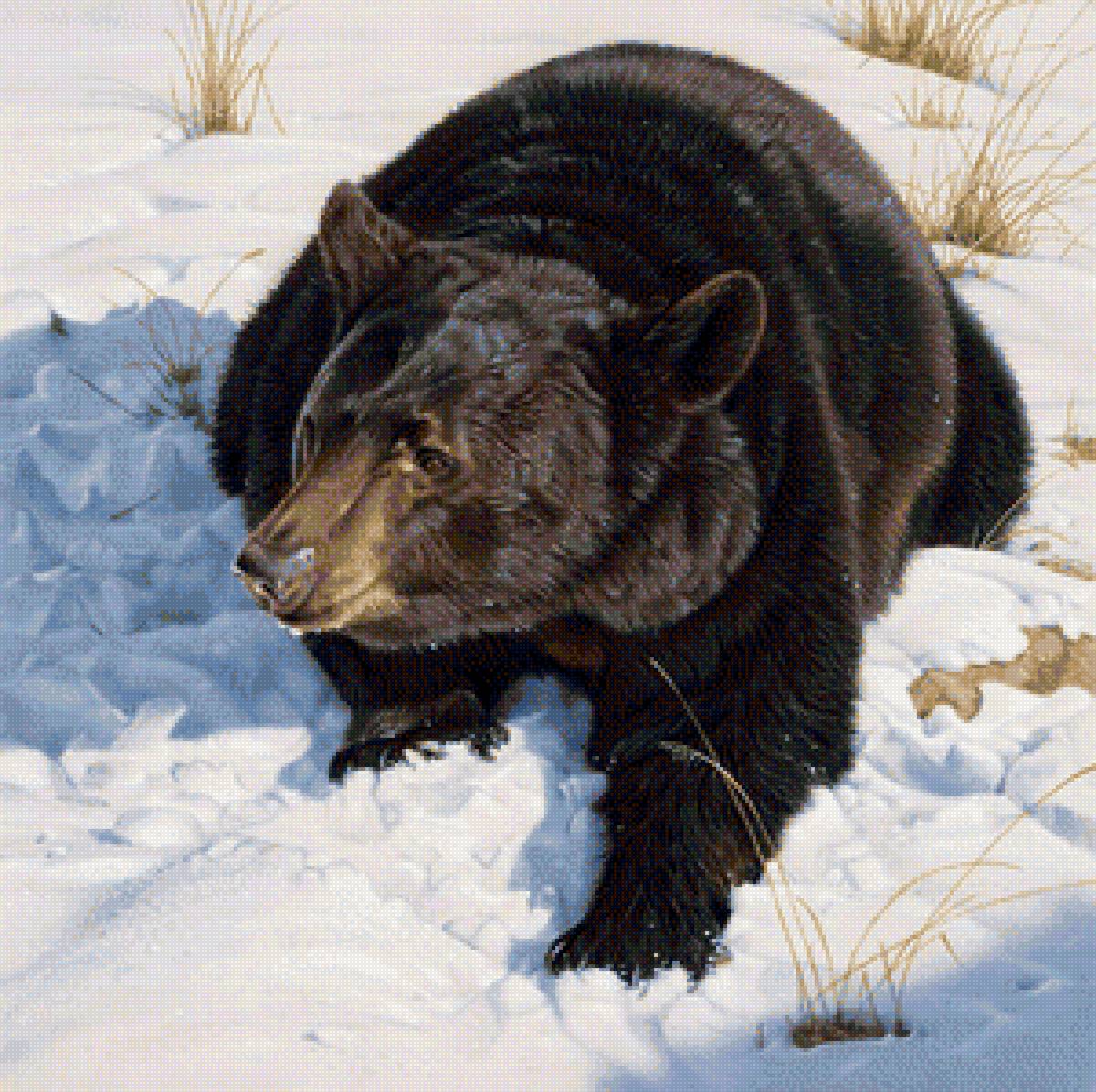 Медведь - зима, животные, природа - предпросмотр