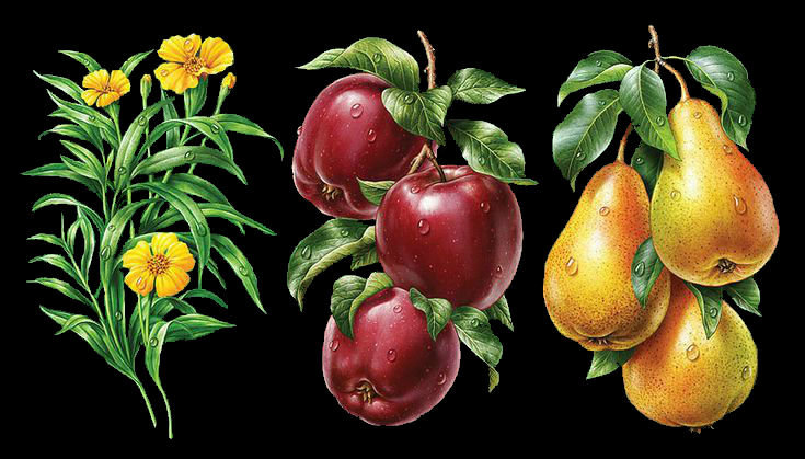 Фрукты - груши, яблоки, цветы, на черном - оригинал