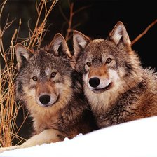 Схема вышивки «волки»