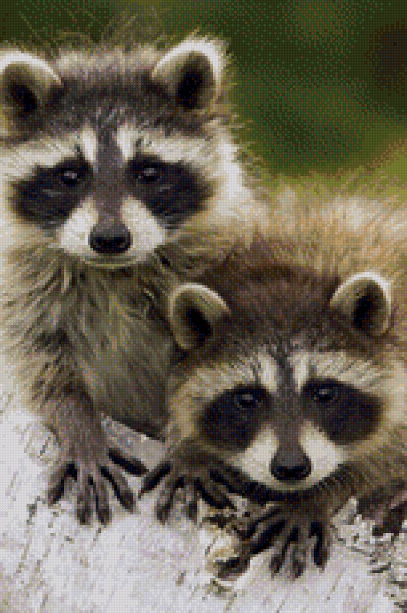 Еноты - предпросмотр