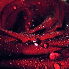 Схема вышивки «роза после дождя»