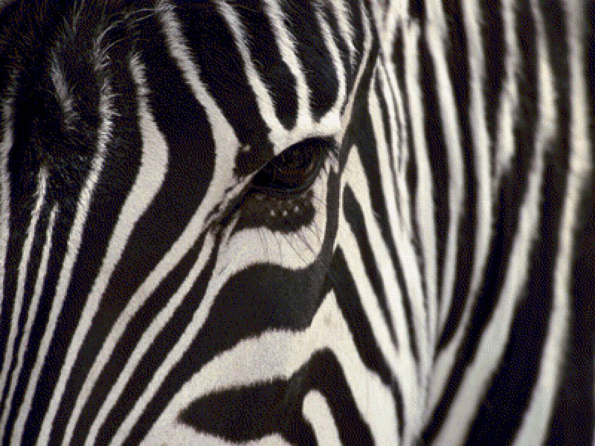 зебра - предпросмотр