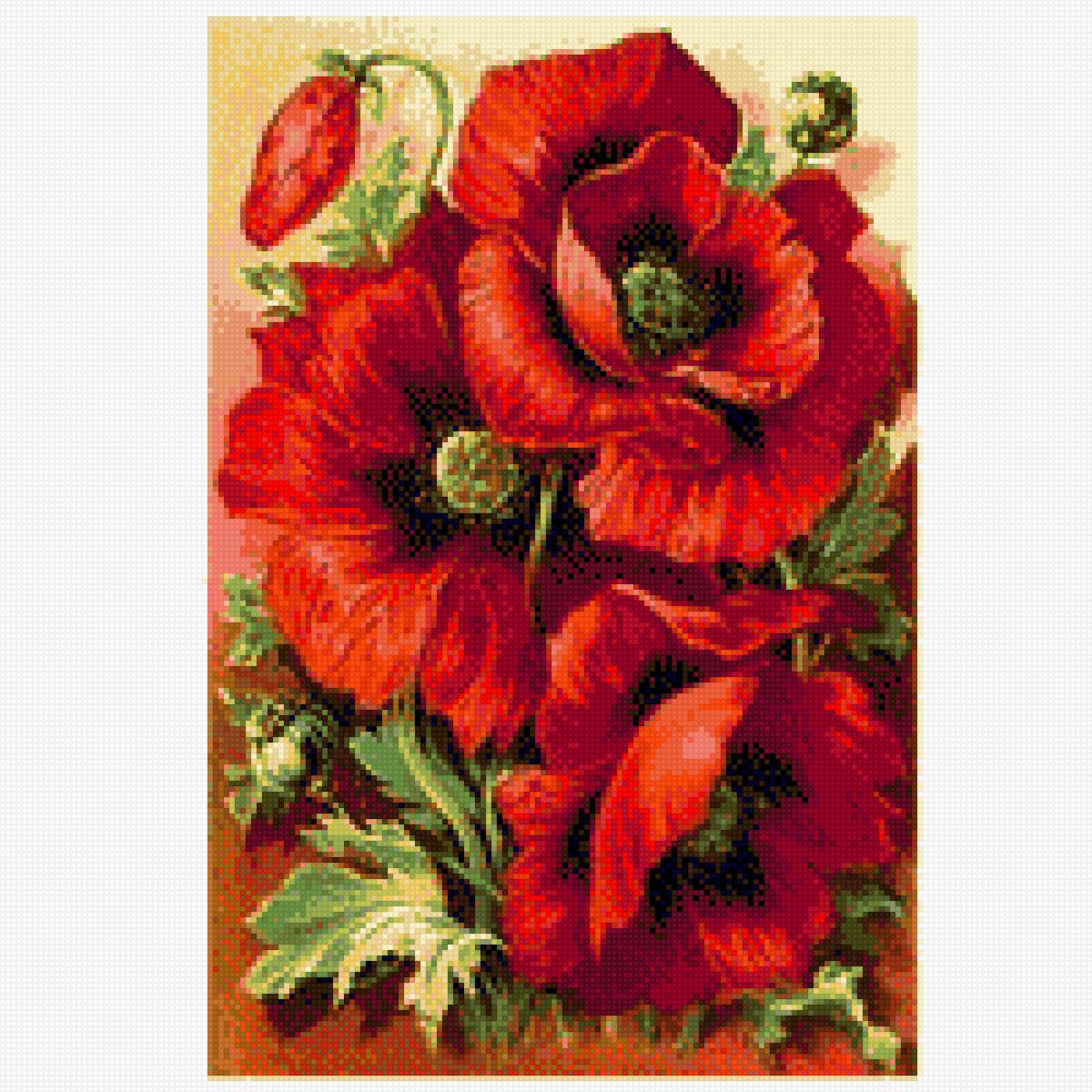 маки - цветы - предпросмотр