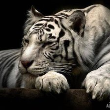 Схема вышивки «тигр»