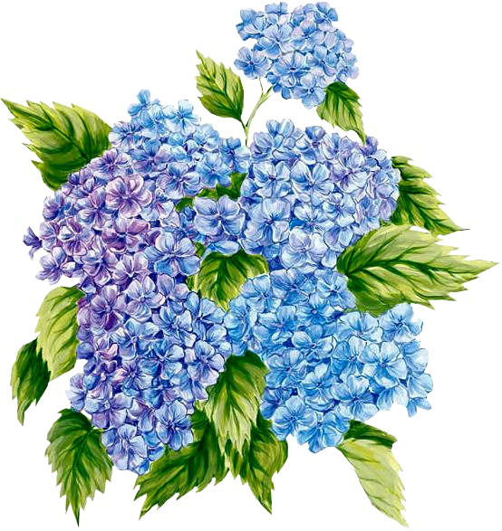 Гортензия - синие цветы, цветы - оригинал