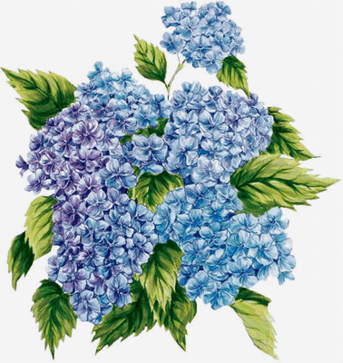Гортензия - синие цветы, цветы - предпросмотр