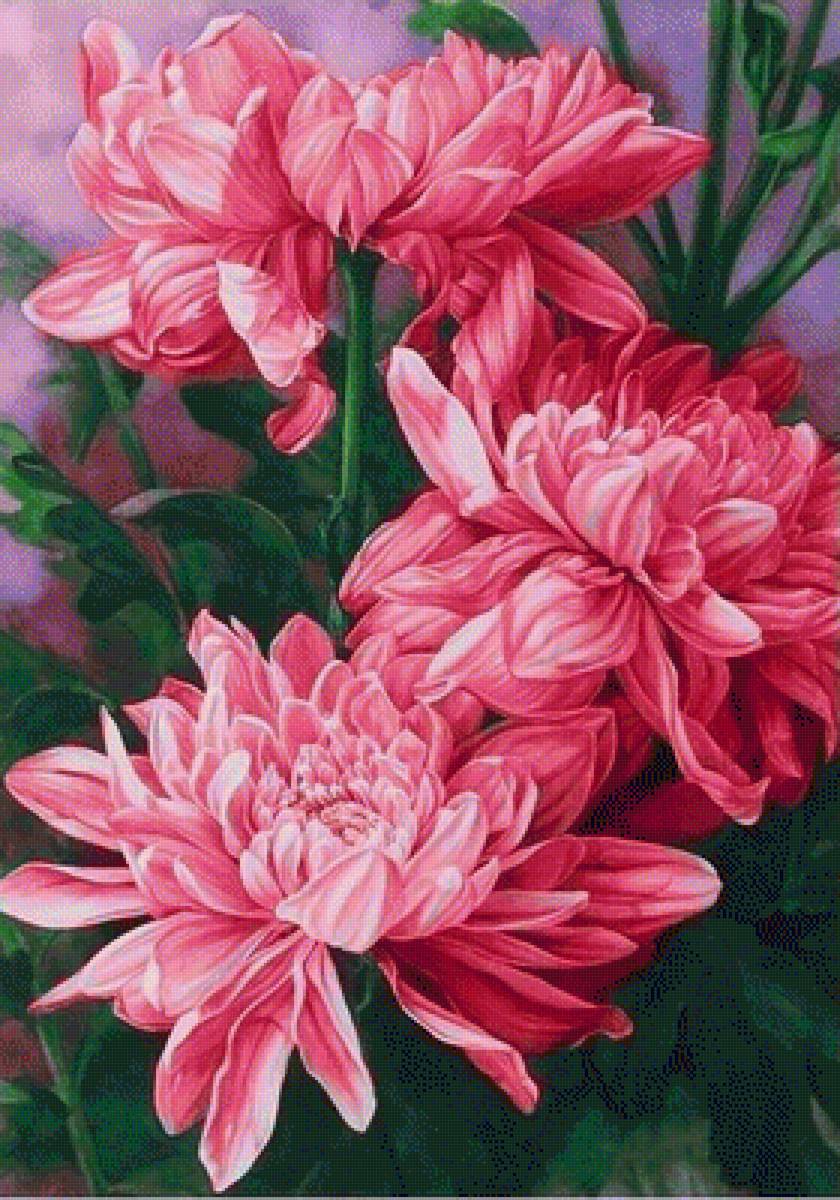 хризантемы - предпросмотр