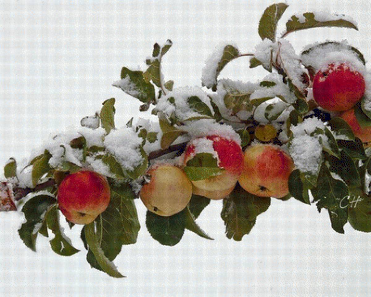 Яблоки на ветке в снегу