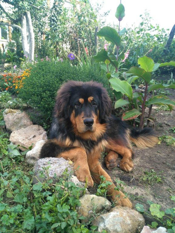 Демир - оригинал