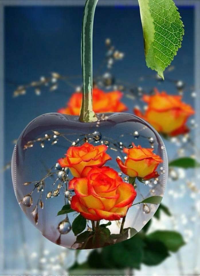 розы - оригинал