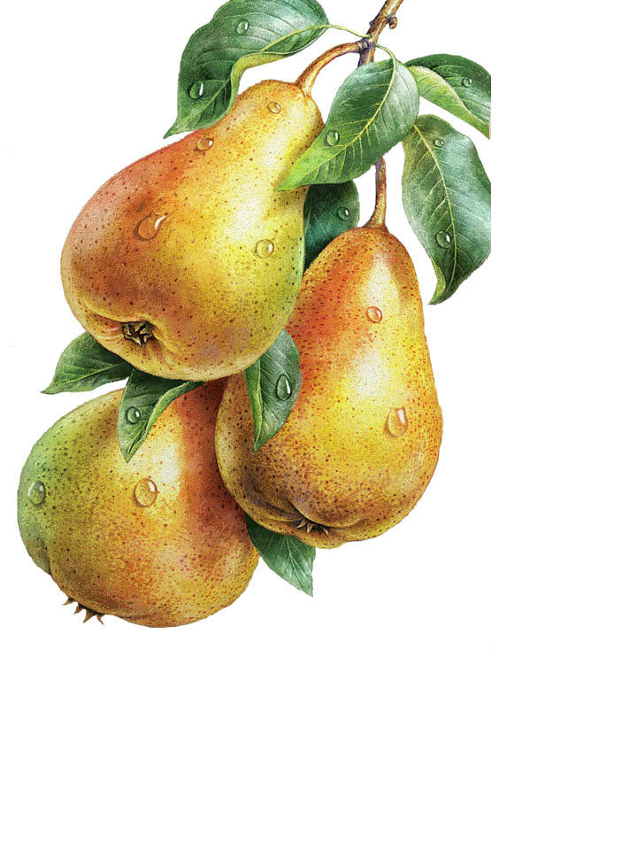 Груши - фрукты - оригинал