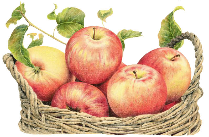 Яблоки в корзине - яблоки, фрукты - оригинал