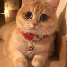 Схема вышивки «кот»