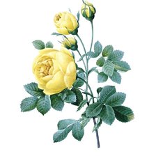 Оригинал схемы вышивки «Желтые розы» (№1748215)