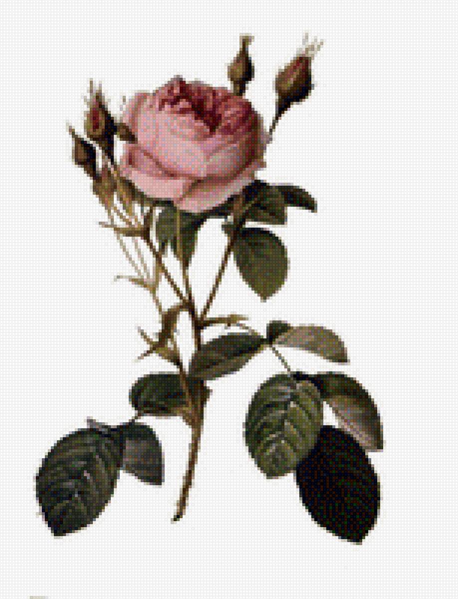 Роза - пьер-жозеф редуте, роза - предпросмотр