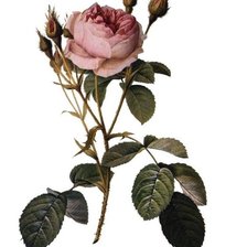 Оригинал схемы вышивки «Роза» (№1748219)