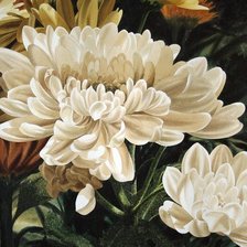 хризантемы