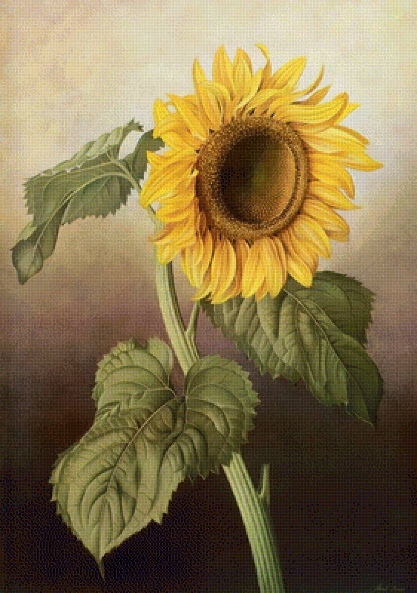 ПОДСОЛНУХ - предпросмотр