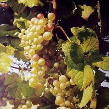 Схема вышивки «виноград»