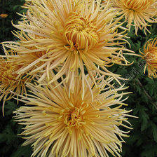 хризантемы