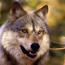 Схема вышивки «ВОЛК»