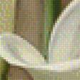 Предпросмотр схемы вышивки «каллы» (№1749012)
