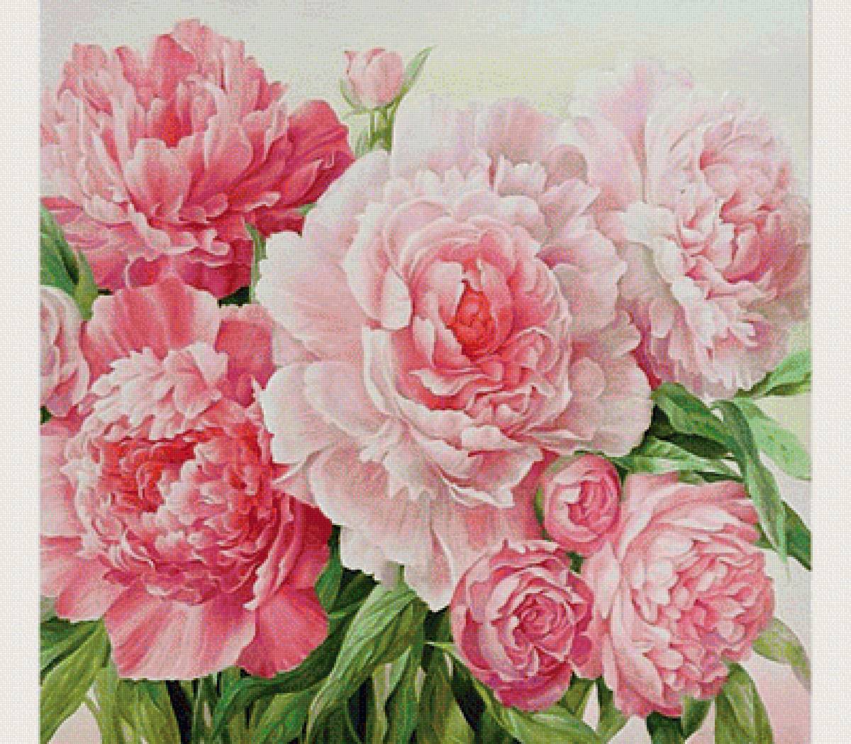розовые пионы - природа, цветы - предпросмотр