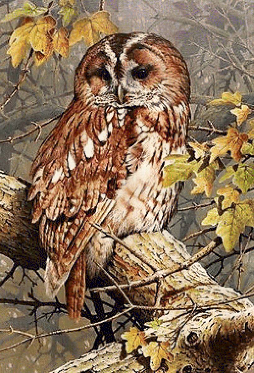 Owl - предпросмотр