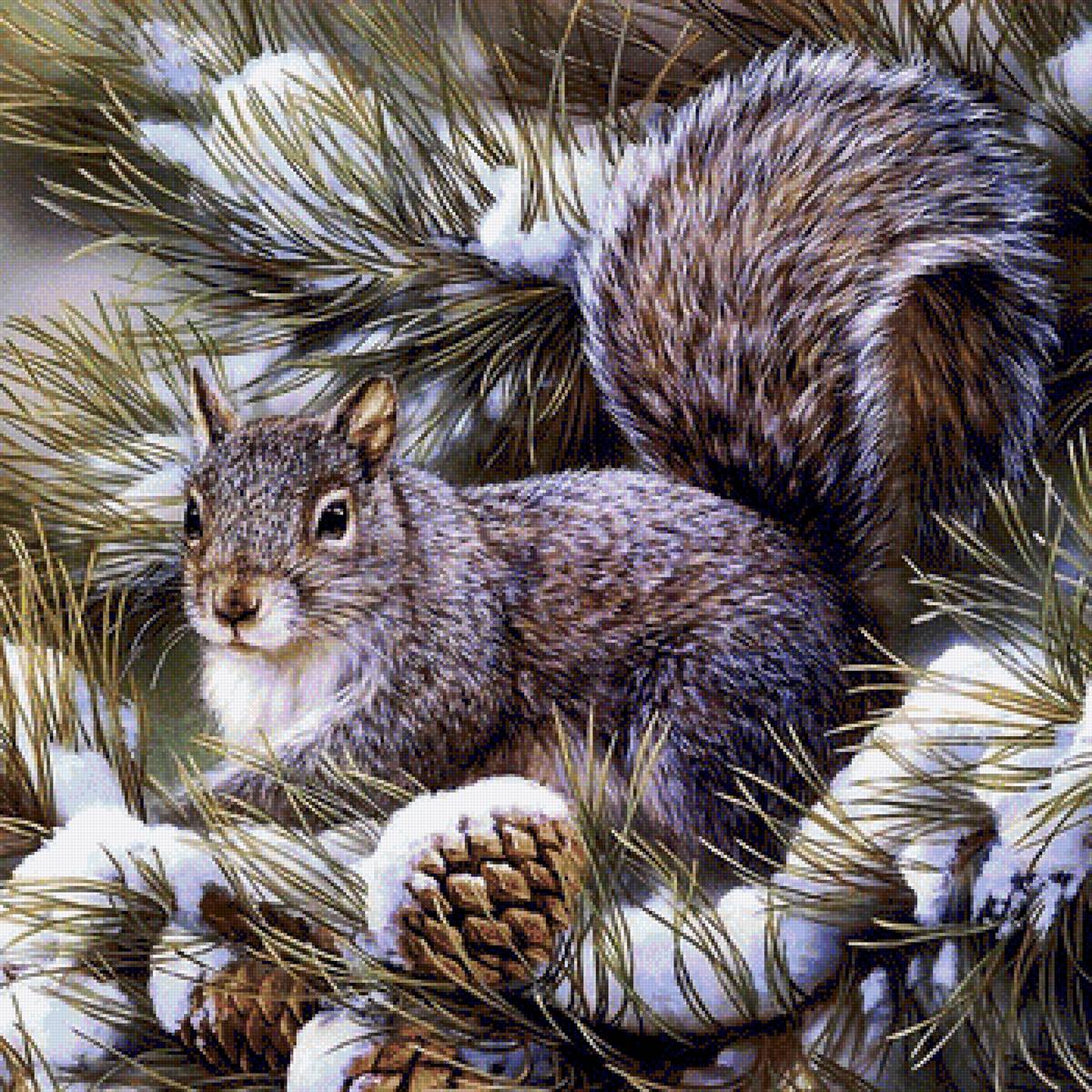 Squirrel 2 - предпросмотр