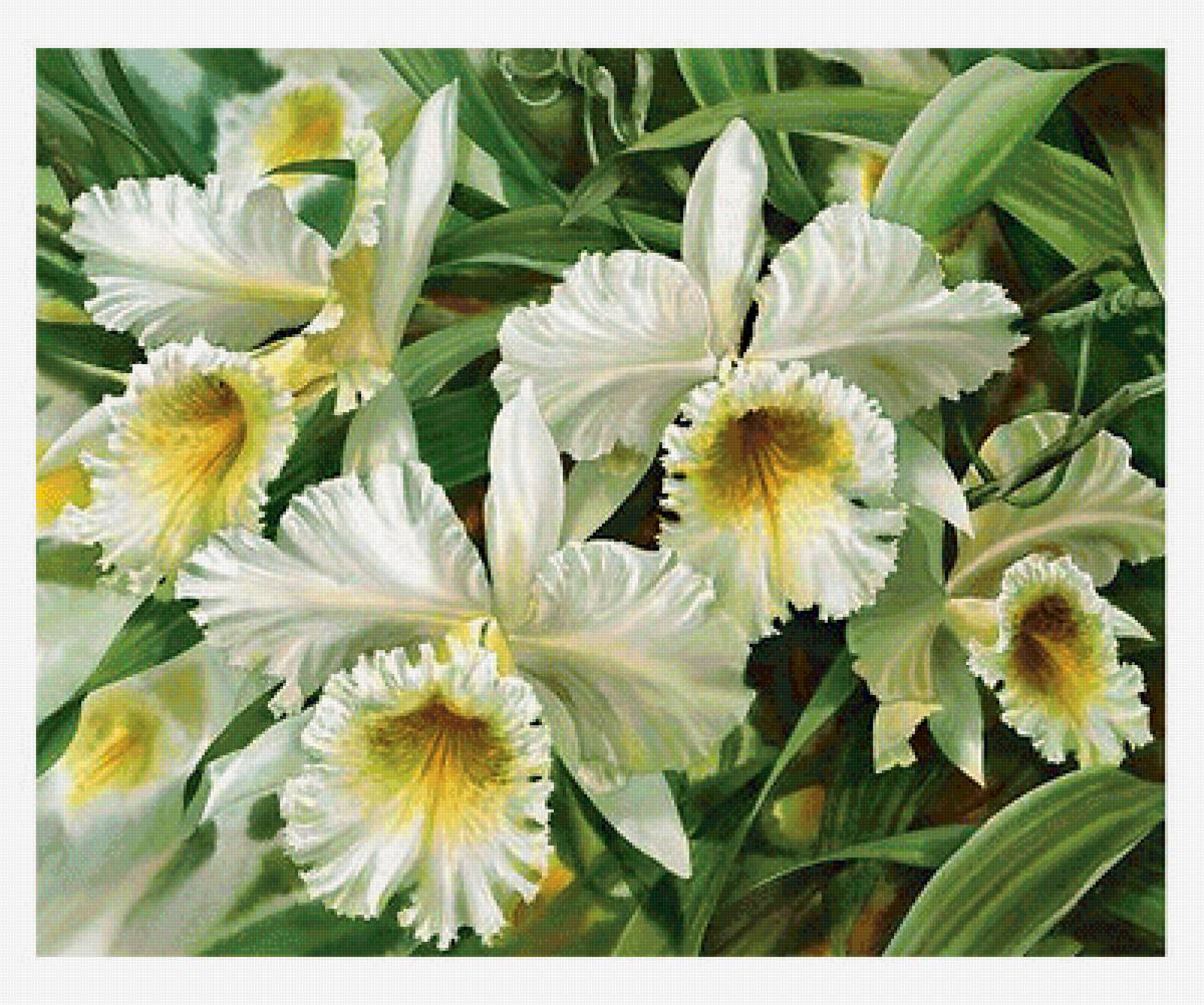 Серия "Орхидеи" - флора, орхидеи, цветы - предпросмотр