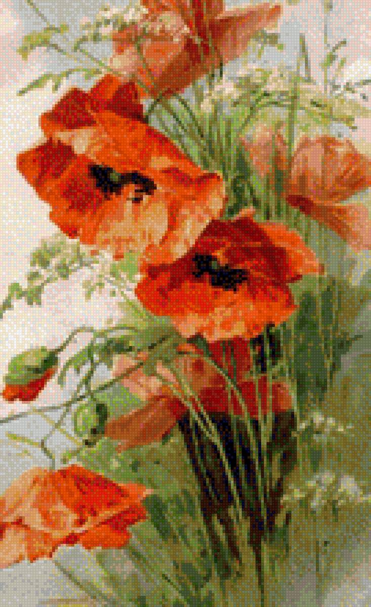 маки - цветы, маки - предпросмотр