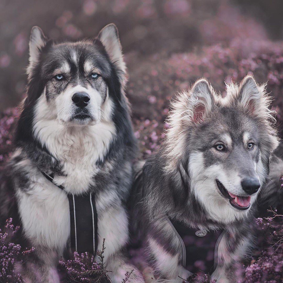 7j86 - собака - оригинал