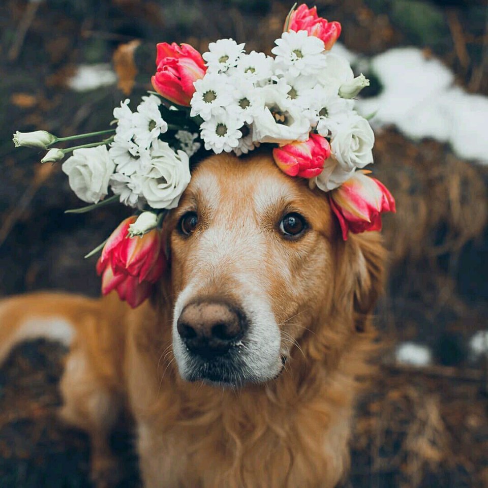 7t89yu - собака - оригинал