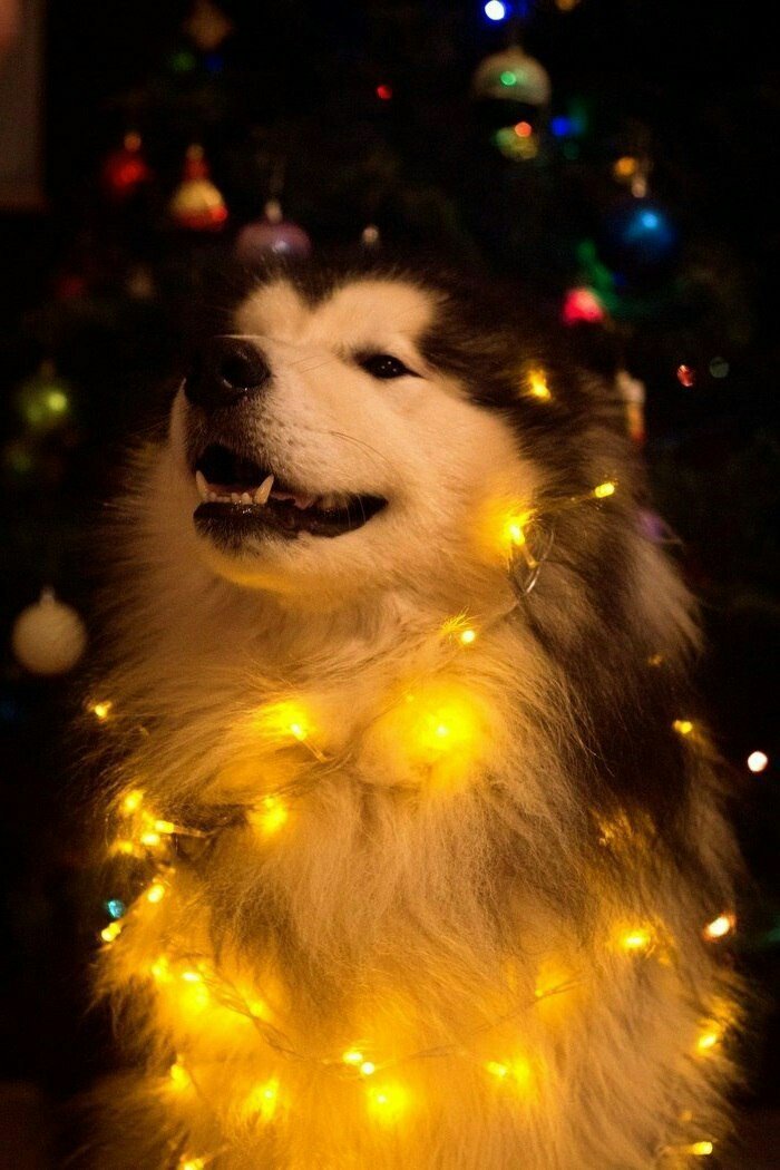 5mzx6 - собака - оригинал