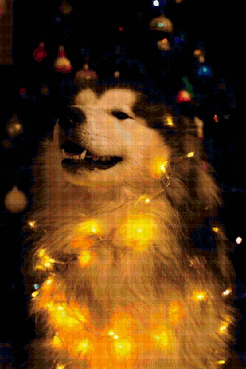 5mzx6 - собака - предпросмотр