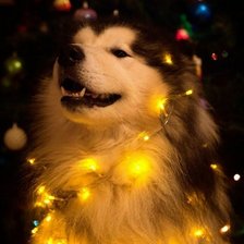 Схема вышивки «5mzx6»