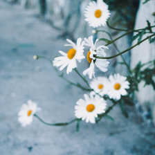 Схема вышивки «Ромашки»